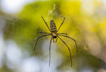 Aranha de Jardim: Saiba Quando se Preocupar e Como Eliminar com Segurança