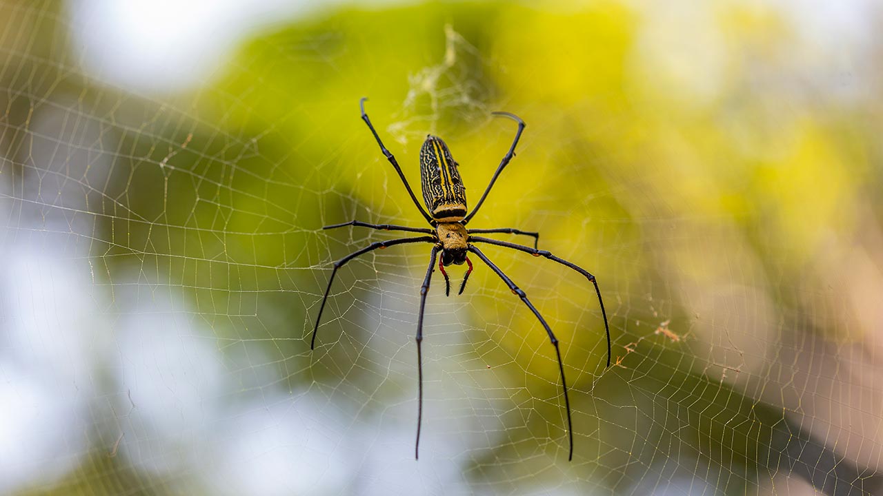 Aranha de Jardim: Saiba Quando se Preocupar e Como Eliminar com Segurança