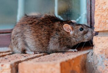 Dedetização de Ratos em Condomínios SP: Como Proteger Seus Moradores e Evitar Multas