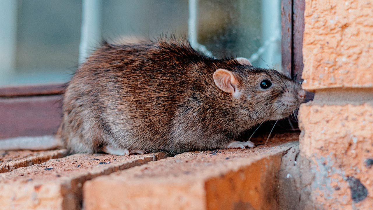 Dedetização de Ratos em Condomínios SP: Como Proteger Seus Moradores e Evitar Multas