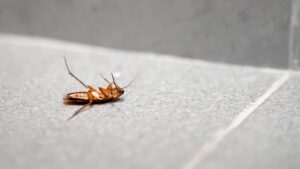 Dedetização no ABC Paulista: Soluções Rápidas para Pragas Urbanas