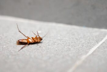 Dedetização no ABC Paulista: Soluções Rápidas para Pragas Urbanas