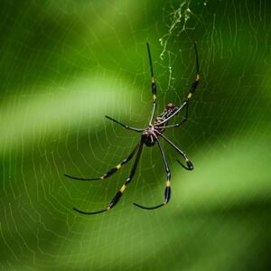 Aranha de Jardim: Saiba Quando se Preocupar e Como Eliminar com Segurança