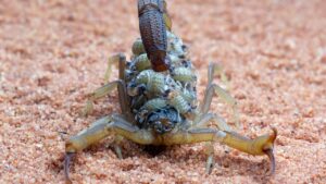 Dedetização de Escorpiões: Riscos e Soluções para Residências no ABC Paulista