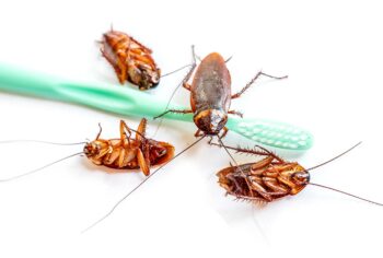 Como Dedetizar a Casa Contra Baratas? Guia Completo para São Paulo, ABC Paulista e Campinas