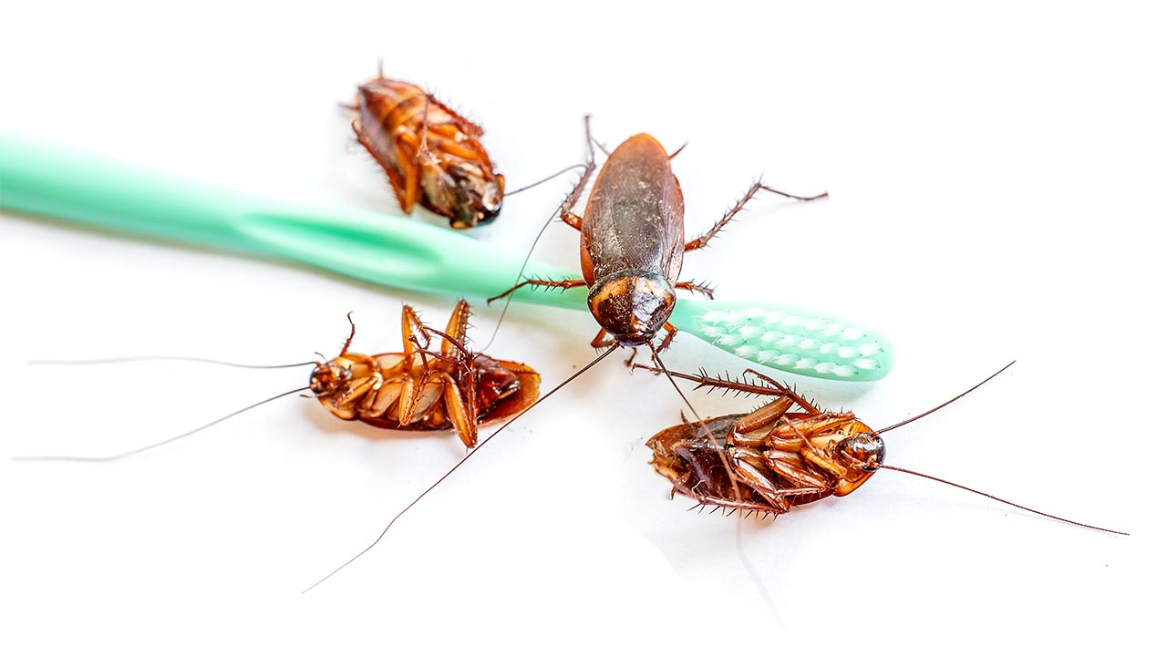 Como Dedetizar a Casa Contra Baratas? Guia Completo para São Paulo, ABC Paulista e Campinas