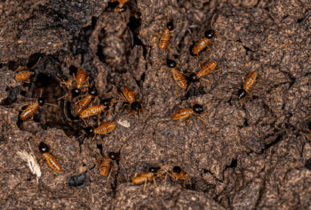 Dedetização de cupim em são paulo, abc paulista e campinas