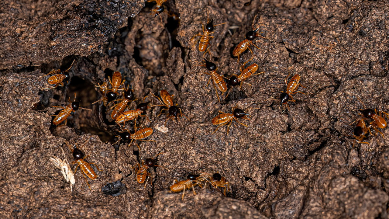 Dedetização de cupim em são paulo, abc paulista e campinas