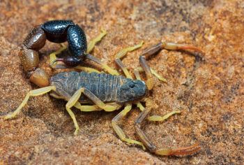 Dedetização mata escorpião?