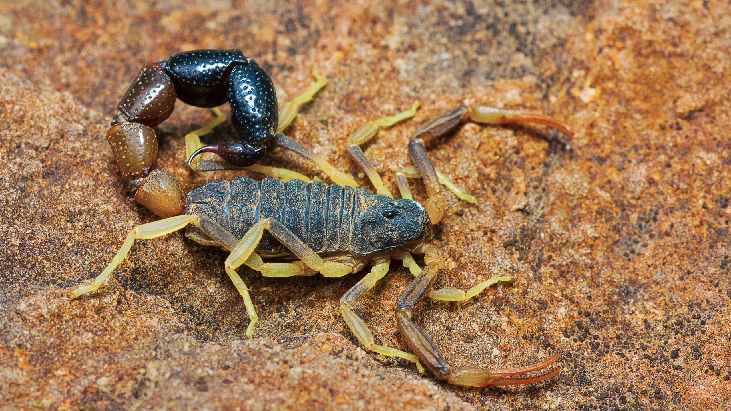 Dedetização mata escorpião?
