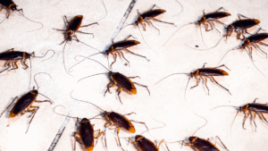 Dedetização de baratas em São Paulo, Abc e Campinas