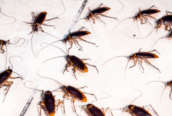 Dedetização de baratas em São Paulo, Abc e Campinas