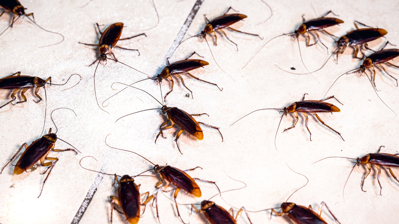 Dedetização de baratas em São Paulo, Abc e Campinas