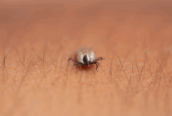 Dedetização para carrapatos: como eliminar e prevenir infestações em SP, ABC e Campinas