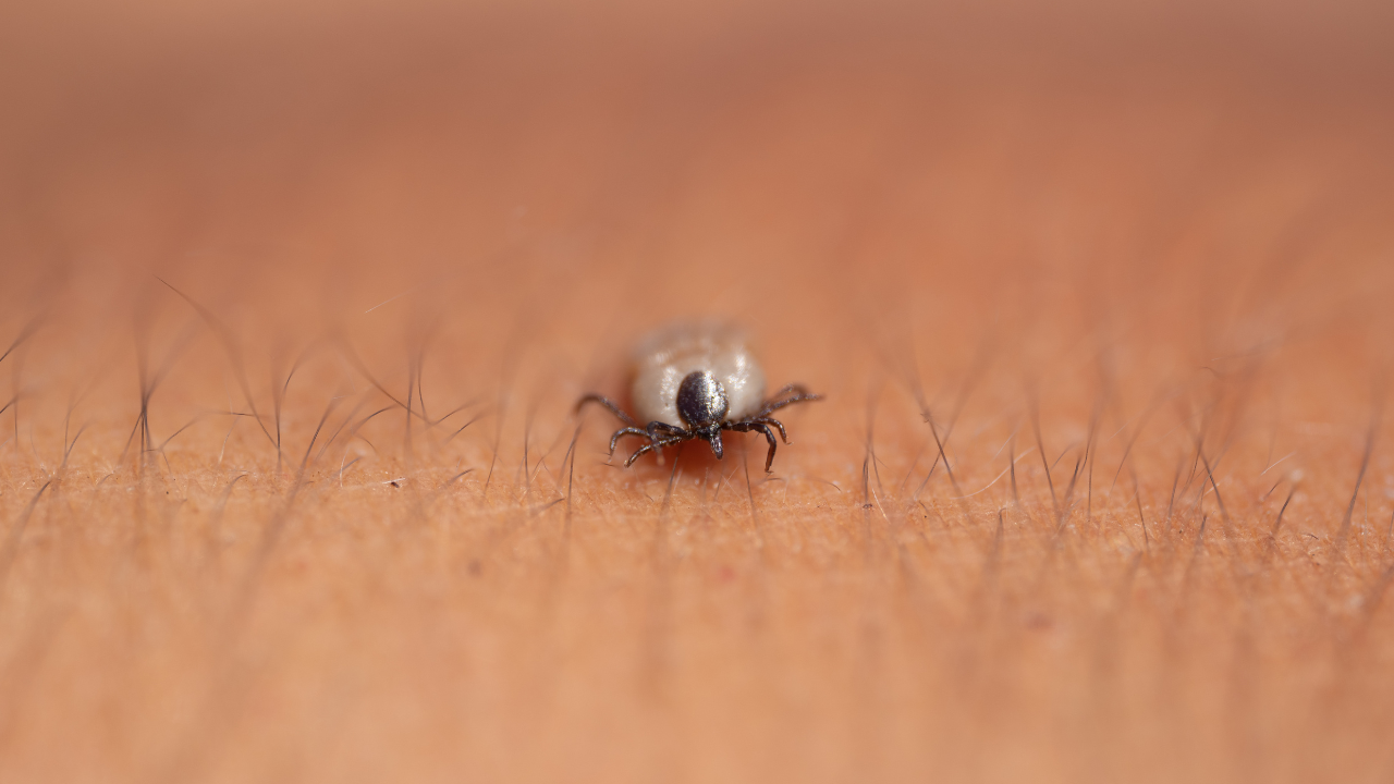 Dedetização para carrapatos: como eliminar e prevenir infestações em SP, ABC e Campinas