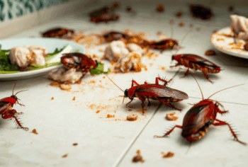 MIP: Proteja Alimentos na Vila Guilherme com Controle de Pragas