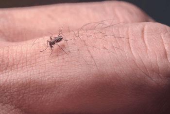 Aedes Controle: Elimine o Mosquito da Dengue no ABC Paulista