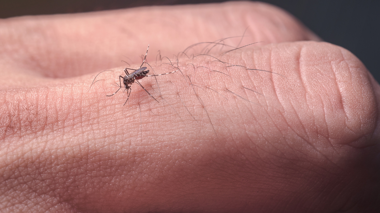 Aedes Controle: Elimine o Mosquito da Dengue no ABC Paulista