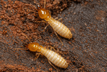 Descupinização de Estruturas de Telhado em Prédios Antigos da Zona Oeste de SP: Salve o Seu Patrimônio