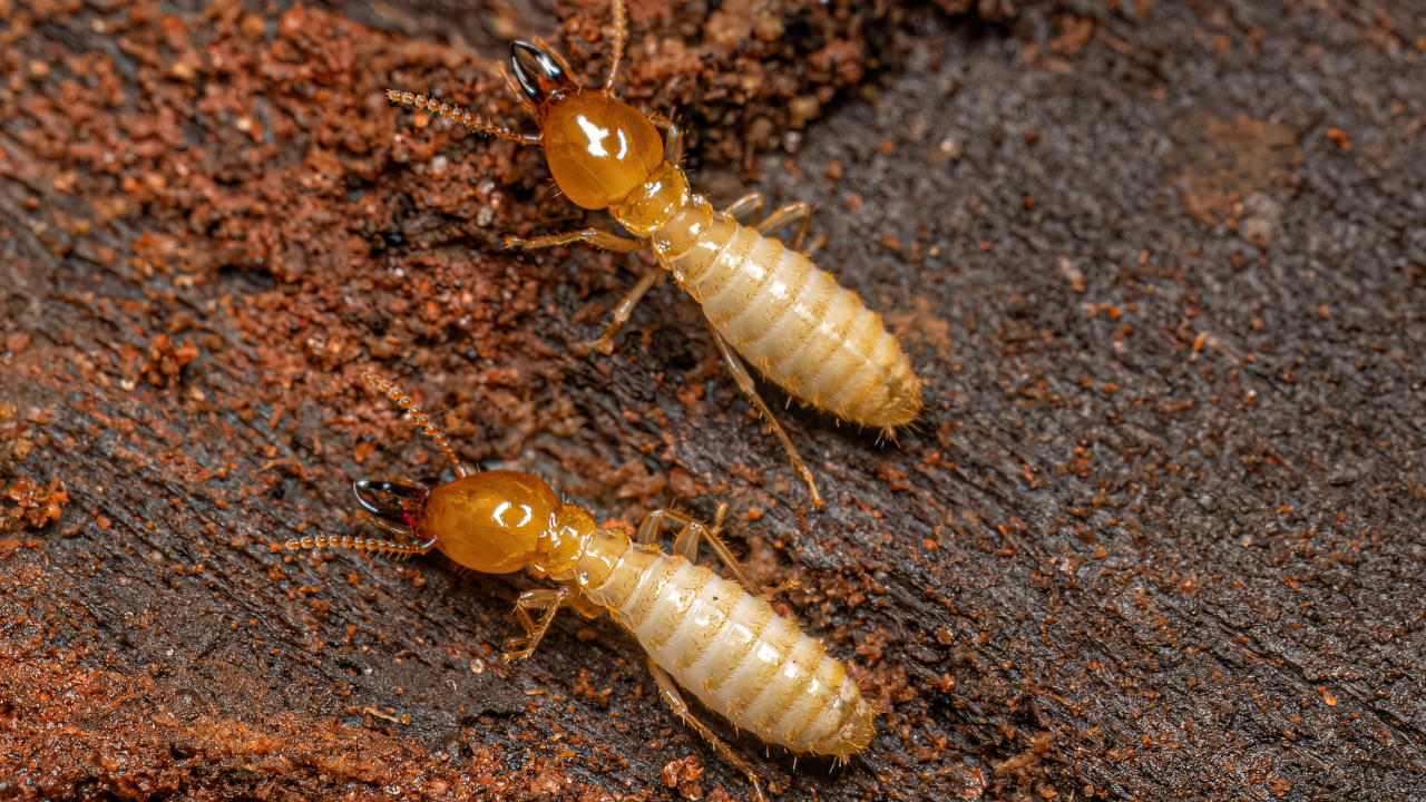 Descupinização de Estruturas de Telhado em Prédios Antigos da Zona Oeste de SP: Salve o Seu Patrimônio