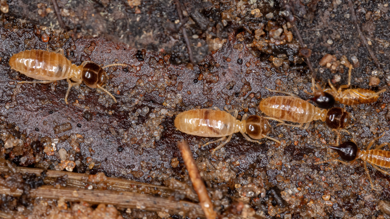 Proteção Anti-Cupim Subterrâneo: Por Que Sua Casa na Vila Mariana e Aclimação Precisa de um tratamento Especializado