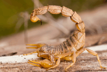 Dedetização de Escorpiões em Áreas Externas (Jardins e Piscinas) em Campinas e Região