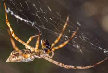 Dedetização de aranhas em campinas