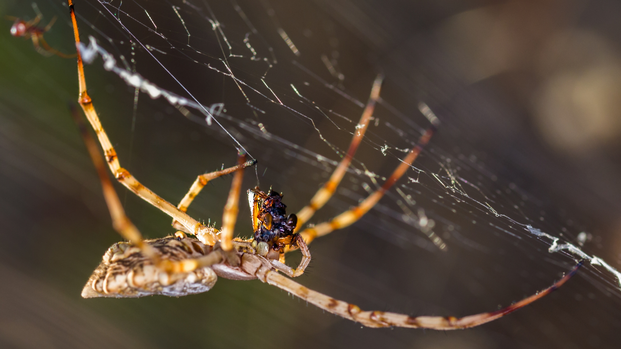 Dedetização de aranhas em campinas