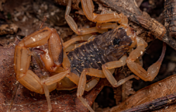 Controle de Escorpiões em Campinas e ABC