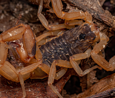 Controle de Escorpiões em Campinas e ABC