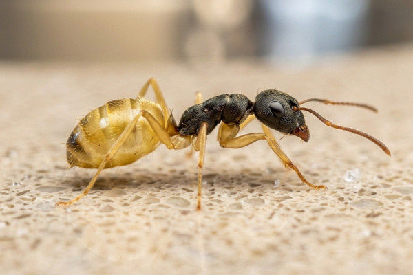 Formiga-fantasma (Tapinoma melanocephalum)