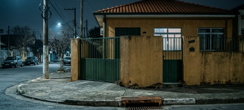 Invasão de Ratos no Inverno Por que Eles Saem do Esgoto para os Imóveis nos Meses Secos