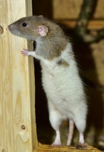 Ratazana ou rato-preto: qual o pior tipo de rato?