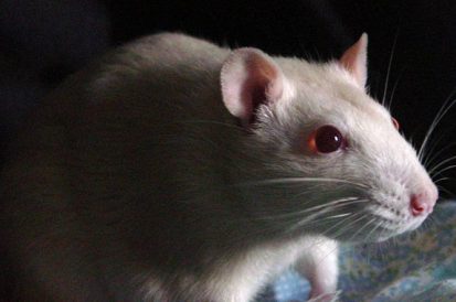 Como saber se tem ratos em casa?