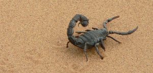 os escorpiões mais venenosos