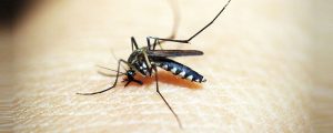 15 curiosidades sobre o mosquito da dengue
