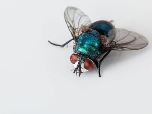 Dedetizadora de moscas
