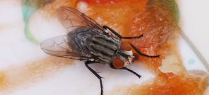 Remédios caseiros para acabar com as moscas