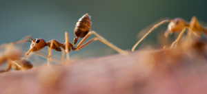 Formigas que infestam casas em sp