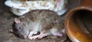 Doenças transmitidas pelos ratos