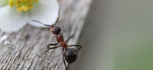 Infestação de formigas