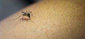Dedetização de mosquito dengue