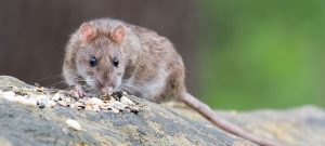 Desratização, a melhor forma de acabar com a infestação de ratos