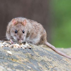 Desinfetante espanta ratos