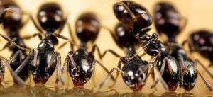 Como eliminar formigas?