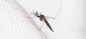 Aumento do número de casos de Dengue no Brasil