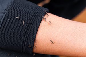 Como espantar pernilongos e mosquitos com pó de café?