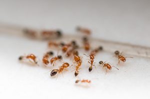 Formigas danificam equipamentos eletrônicos