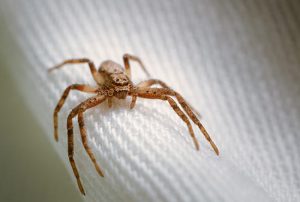 O que atrai aranhas para dentro de casa?