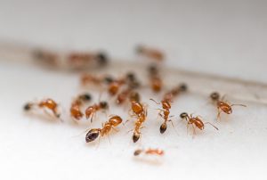 Como acabar com formigas na cozinha e na casa?
